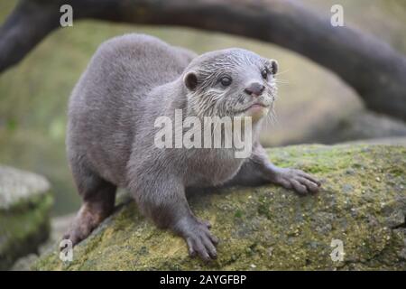 Piccoli artigli otter Foto Stock