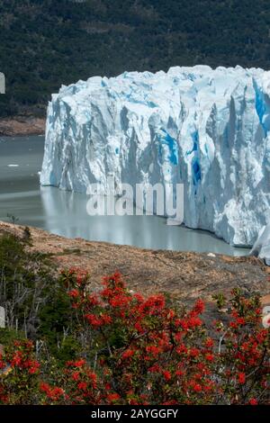 Embothrium coccineum, comunemente conosciuto come il fuoco cileno, il focolare cileno o il Notro al ghiacciaio Perito Moreno nel Parco Nazionale Los Glaciares vicino a E. Foto Stock