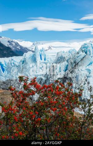 Embothrium coccineum, comunemente conosciuto come il fuoco cileno, il focolare cileno o il Notro al ghiacciaio Perito Moreno nel Parco Nazionale Los Glaciares vicino a E. Foto Stock