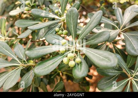 Arbusto verde di pitosporum tobira con frutta Foto Stock