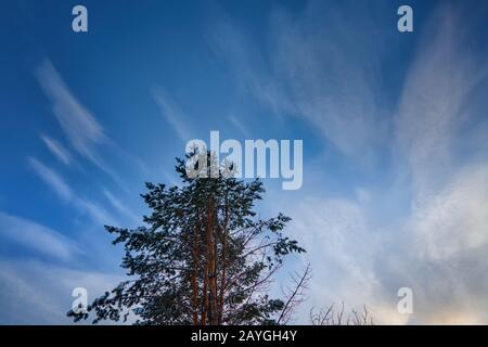 Bellissimi pini invernali coperti di neve al tramonto. Foto Stock