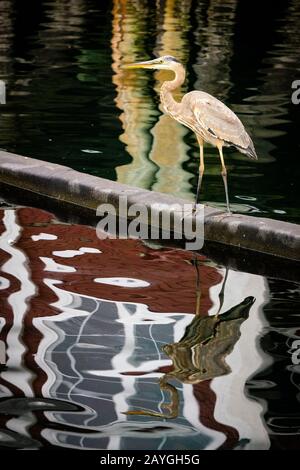 Un Great Blue Heron si erge su un boom di controllo dell'inquinamento sul lungomare di Halifax, Nuova Scozia, Canada. Foto Stock