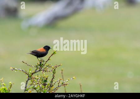 Un Austral Negrito o Patagonian Negrito (Lessonia rufa) è arroccato su un cespuglio nel Parco Nazionale Torres del Paine, nel Cile meridionale. Foto Stock