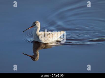 Redshank a macchie, Tringa eritrypus, Passeggiate nel petto Shamows profondo con una riflessione chiara. Preso a Keyhaven Regno Unito Foto Stock