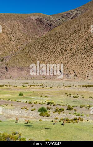 Vista di una valle lungo l'autostrada 52 vicino al Passo Lipan nelle Ande, provincia di Jujuy, Argentina con guanacos (in primo piano) e vicun Foto Stock