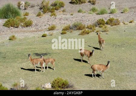 Vista di una valle lungo l'autostrada 52 vicino al Passo Lipan nelle Ande, provincia di Jujuy, Argentina con guanacos. Foto Stock