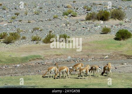 Vista di una valle lungo l'autostrada 52 vicino al Passo Lipan nelle Ande, provincia di Jujuy, Argentina con vicunas (Vicugna vicugna). Foto Stock