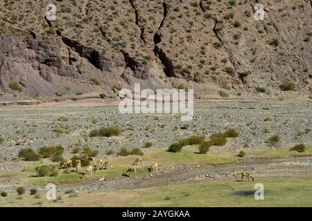 Vista di una valle lungo l'autostrada 52 vicino al Passo Lipan nelle Ande, provincia di Jujuy, Argentina con vicunas (Vicugna vicugna). Foto Stock