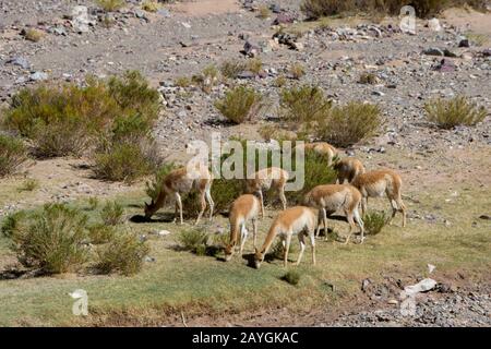 Vista di una valle lungo l'autostrada 52 vicino al Passo Lipan nelle Ande, provincia di Jujuy, Argentina con vicunas (Vicugna vicugna). Foto Stock