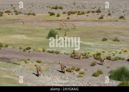 Vista di una valle lungo l'autostrada 52 vicino al Passo Lipan nelle Ande, provincia di Jujuy, Argentina con guanacos (in primo piano) e vicun Foto Stock