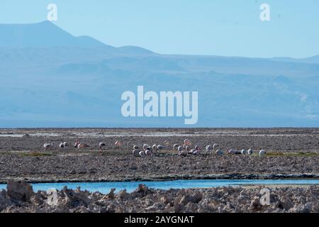 Fenicotteri alla Laguna di Chaxa, nella sezione Soncor della Riserva Nazionale di Los Flamencos vicino a San Pedro de Atacama nel deserto di Atacama, nel Cile settentrionale Foto Stock