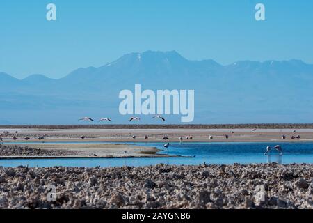 Fenicotteri alla Laguna di Chaxa, nella sezione Soncor della Riserva Nazionale di Los Flamencos vicino a San Pedro de Atacama nel deserto di Atacama, nel Cile settentrionale Foto Stock