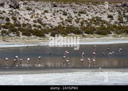 Flamingo andino (Fenicopterus andinus), fenicotteri di Giacomo (Fenicicoparrus jamesi) e Flamingo cileno (Fenicopterus chilensis) che si nutrono a Lagun Foto Stock