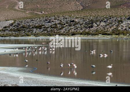 Flamingo andino (Fenicopterus andinus), fenicotteri di Giacomo (Fenicicoparrus jamesi) e Flamingo cileno (Fenicopterus chilensis) che si nutrono a Lagun Foto Stock