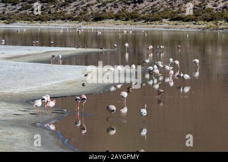 Flamingo andino (Fenicopterus andinus), fenicotteri di Giacomo (Fenicicoparrus jamesi) e Flamingo cileno (Fenicopterus chilensis) che si nutrono a Lagun Foto Stock