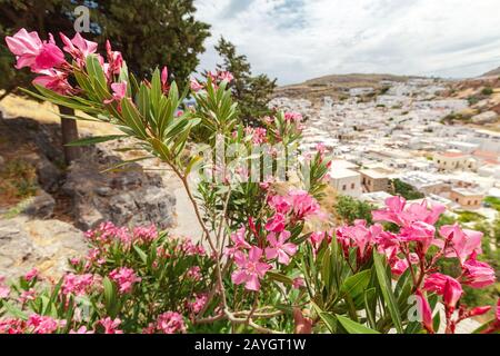 Fiori rosa bloomig e l'antica città di Lindos sullo sfondo Foto Stock