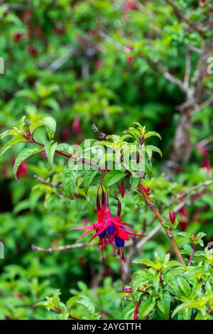Fucsia magellanica, comunemente conosciuta come la fuchsia colibrì o la fucsia indurita nel Parco Nazionale Los Glaciares vicino a El Calafate, Argentina. Foto Stock