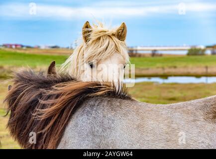 Coppia Di Cavalli Islandesi. Cavalli di charme in libera ranging sulla fattoria verde. Foto Stock