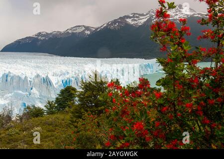 Vista del ghiacciaio Perito Moreno nel Parco Nazionale Los Glaciares vicino a El Calafate, Argentina con Embothrium coccineum, comunemente conosciuto come il Cile Foto Stock