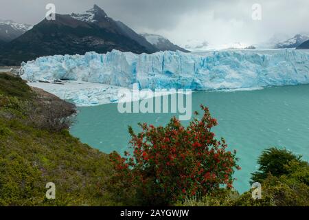 Vista del ghiacciaio Perito Moreno nel Parco Nazionale Los Glaciares vicino a El Calafate, Argentina con Embothrium coccineum, comunemente conosciuto come il Cile Foto Stock