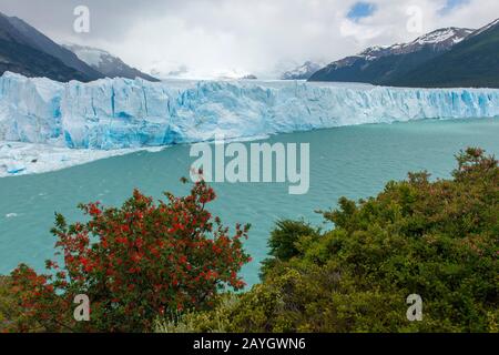 Vista del ghiacciaio Perito Moreno nel Parco Nazionale Los Glaciares vicino a El Calafate, Argentina con Embothrium coccineum, comunemente conosciuto come il Cile Foto Stock