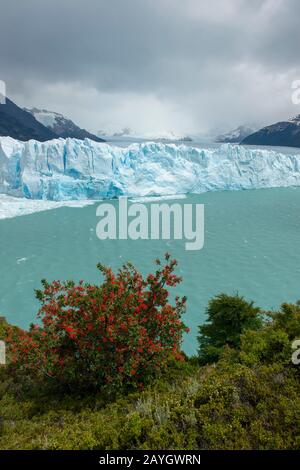 Vista del ghiacciaio Perito Moreno nel Parco Nazionale Los Glaciares vicino a El Calafate, Argentina con Embothrium coccineum, comunemente conosciuto come il Cile Foto Stock