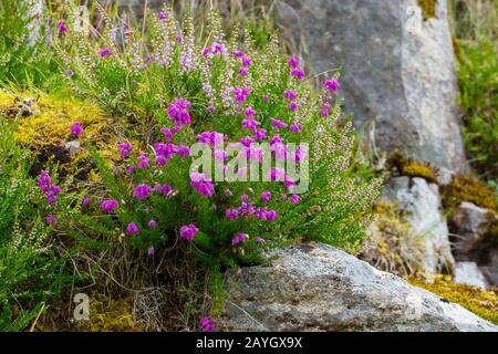 Irische Heide auf einer Weide in den schottischen Highlands Foto Stock