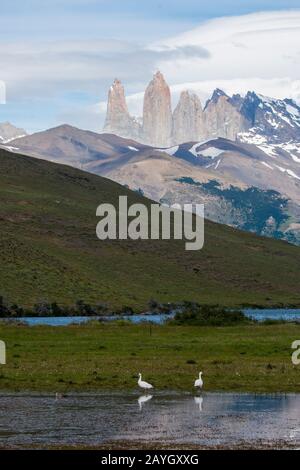 Vista del Massiccio del Paine con le Torres del Paine (Torri) da Laguna Azul, Parco Nazionale Torres del Paine nel Cile meridionale con Coscrioba Swans (C. Foto Stock