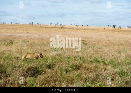 Una leonessa è a piedi attraverso le praterie al Lewa Wildlife Conservancy in Kenya. Foto Stock