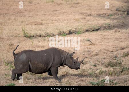 Un rinoceronte nero in via di estinzione o rinoceronte con lagnini (Diceros bicornis) maschio al Lewa Wildlife Conservancy in Kenya. Foto Stock