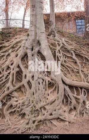 L'albero di Medusa, @80, è un albero di riferimento, noto per il suo complesso insieme di radici esposte, e si trova aggrappato ad una banca nel parco pubblico del centro. Foto Stock