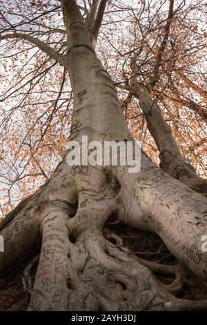 L'albero di Medusa, @80, è un albero di riferimento, noto per il suo complesso insieme di radici esposte, e si trova aggrappato ad una banca nel parco pubblico del centro. Foto Stock