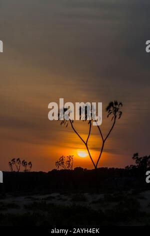 Alba con un albero di palma di Doum silhouette nella Riserva nazionale di Samburu in Kenya. Foto Stock