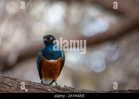 Una colorata stella superba (il superbus di Lamprotornis) nella Riserva Nazionale di Samburu in Kenya. Foto Stock