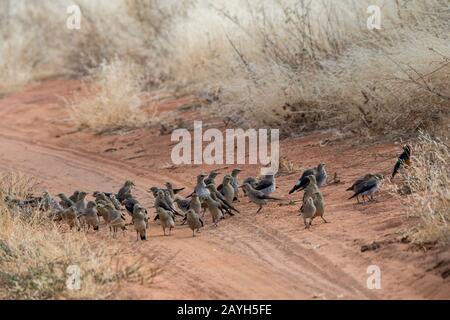 Un gruppo di starlings wattled (Creatophora cinerea) su una strada nella Riserva nazionale di Samburu in Kenia. Foto Stock