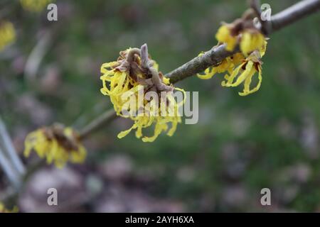 raro chazel giallo delle streghe (hamamelis) sta fiorendo nei mesi invernali Foto Stock