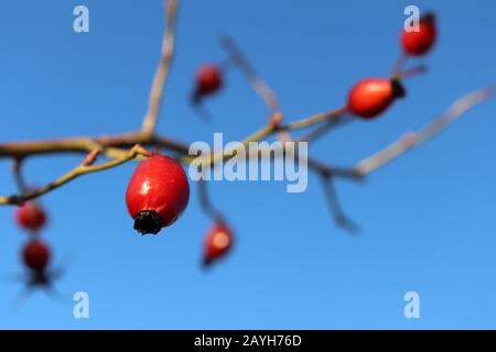 Bacche rosse di rosato sul ramo isolato su sfondo cielo blu chiaro, fuoco selettivo. Frutti medicinali maturi di briar, piante curative Foto Stock