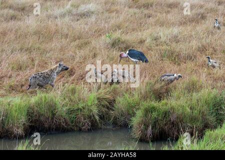 Gli avvoltoi e una cicogna marabou (Leptoptilos crumenifer) che cercano di ottenere una parte di una morte di un'aria morta uccisa da un'iena maculata (Crocuta crocuta) nel ma Foto Stock