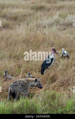 Gli avvoltoi e una cicogna marabou (Leptoptilos crumenifer) che cercano di ottenere una parte di una morte di un'aria morta uccisa da un'iena maculata (Crocuta crocuta) nel ma Foto Stock