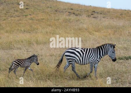 A Plains zebra (Equus quagga, ex Equus burchellii) conosciuto anche come la zebra comune o la madre zebra di Burchell con la foal appena nata nel Masai M. Foto Stock