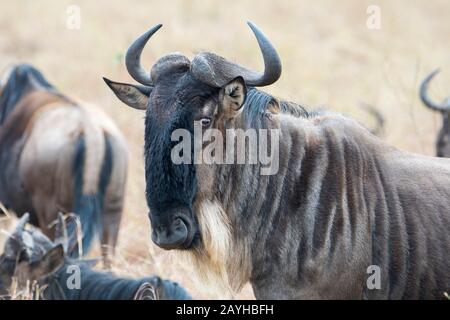 Primo piano di un'azienda, detta anche gnus o wildehai, nelle praterie del Masai Mara in Kenya. Foto Stock