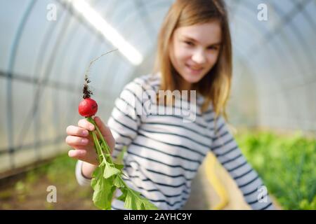 Ragazza carina che tiene freschi ravanelli organici. Bambino che aiuta in un giardino. Cibo biologico fresco e sano per bambini piccoli. Nutrizione di famiglia in estate. Foto Stock