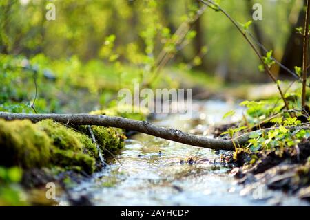 Piccolo e stretto ruscello che si snoda attraverso la fitta foresta verde all'inizio della primavera Foto Stock