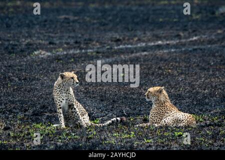 Due fratelli Cheetah (Acinonyx jubatus) riposano nella prateria bruciata della Riserva Nazionale Masai Mara in Kenya. Foto Stock