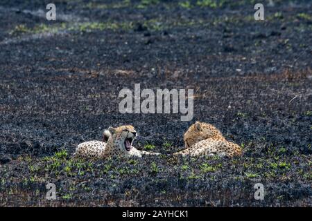 Due fratelli Cheetah (Acinonyx jubatus) riposano nella prateria bruciata della Riserva Nazionale Masai Mara in Kenya. Foto Stock