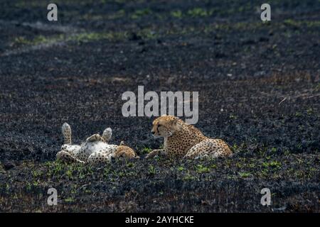 Due fratelli Cheetah (Acinonyx jubatus) riposano nella prateria bruciata della Riserva Nazionale Masai Mara in Kenya. Foto Stock