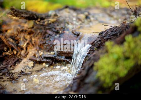 Piccolo e stretto ruscello che si snoda attraverso la fitta foresta verde all'inizio della primavera Foto Stock