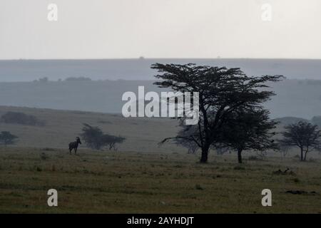 Un topi (Damaliscus korrigum) è in piedi in un downpour durante una tempesta nelle praterie della Riserva Nazionale Masai Mara in Kenya. Foto Stock