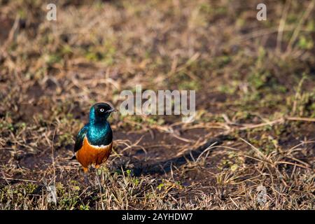 Un colorato superbus di Lamprotornis nelle praterie Della Riserva Nazionale Masai Mara in Kenya. Foto Stock