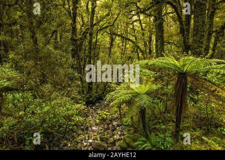 Felci A Chasm Walk, Fiordland National Park, Vicino Milford Sound, Regione Di Southland, South Island, Nuova Zelanda Foto Stock